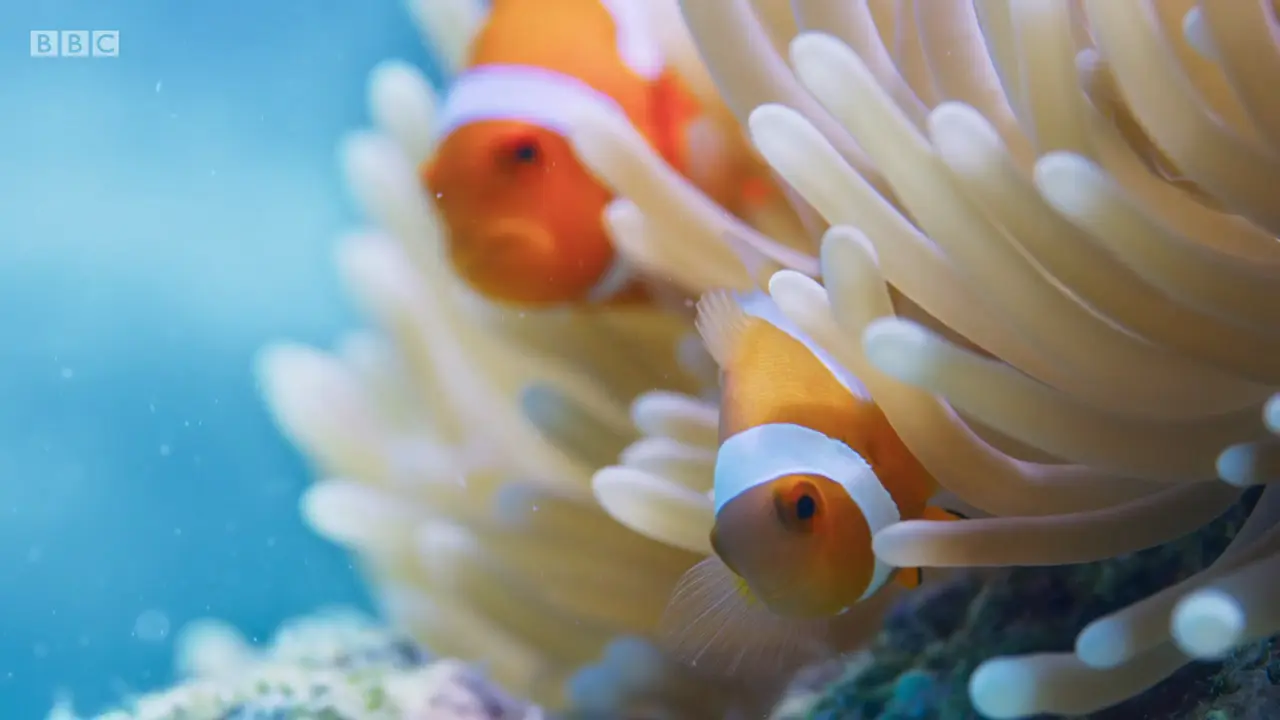 Ocellaris clownfish (Amphiprion ocellaris) as shown in The Mating Game - Oceans: Out of the Blue